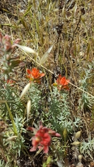 Castilleja foliolosa