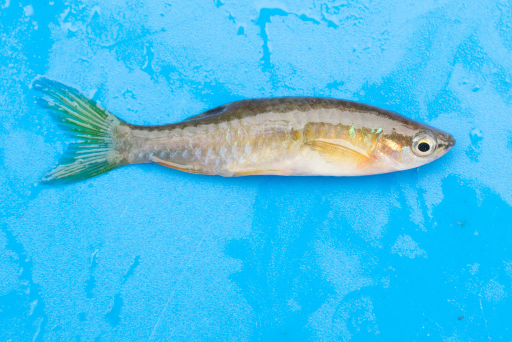 Southern Splash Tetra