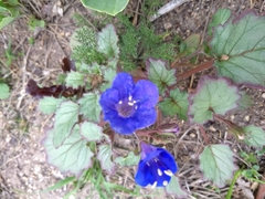 Phacelia campanularia