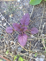 Phacelia campanularia