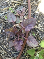 Phacelia campanularia