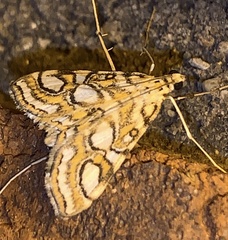 Elophila ekthlipsis