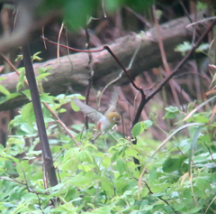 Zosterops erythropleurus