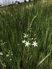 Ornithogalum pyramidale
