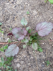 Phacelia campanularia
