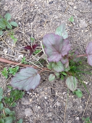 Phacelia campanularia