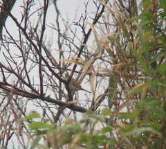 Emberiza chrysophrys