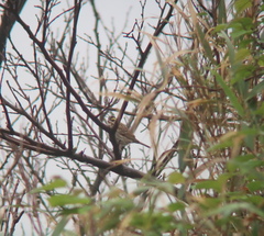 Emberiza chrysophrys