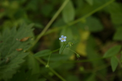 Memoremea scorpioides
