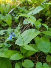 Mertensia bella