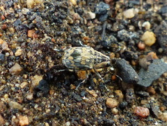 Curculionoidea