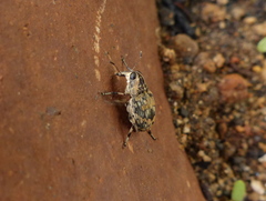 Curculionoidea