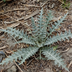 Cirsium ehrenbergii