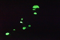 Mycena chlorophos