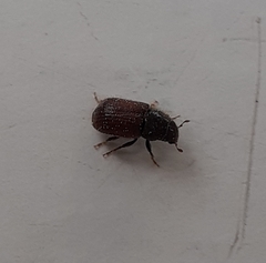 Dendroctonus