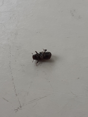 Dendroctonus