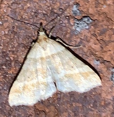 Phalaenophana pyramusalis