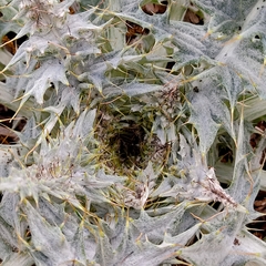 Cirsium ehrenbergii