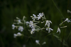 Silene nutans