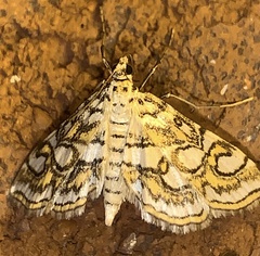 Elophila ekthlipsis