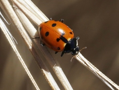 Hippodamia quinquesignata