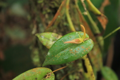 Pleurothallis microcardia