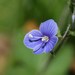 Germander Speedwell - Photo (c) Dean Morley, some rights reserved (CC BY-ND)
