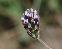 Astragalus didymocarpus