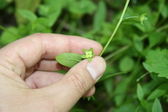 Memoremea scorpioides