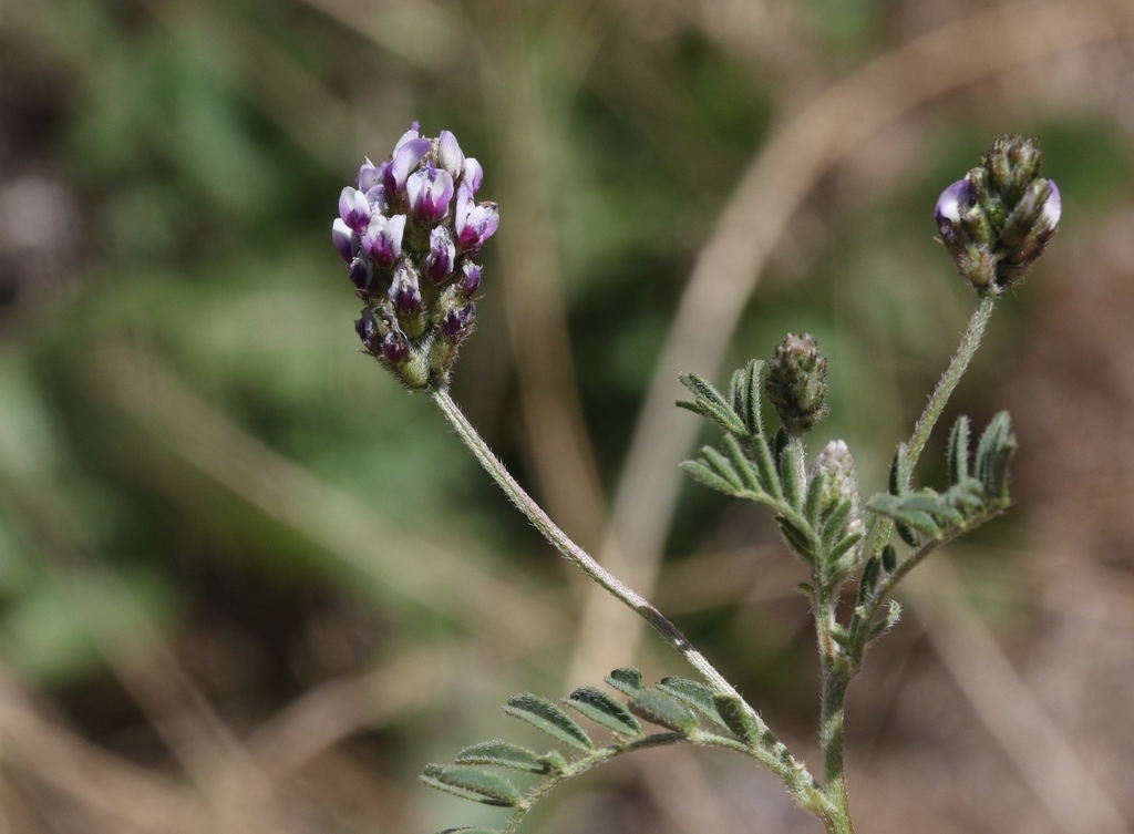 Astragalus didymocarpus (Plantas Vasculares en Tijuana) · iNaturalist