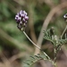 Two-seeded Milkvetch - Photo (c) J. Bailey, some rights reserved (CC BY-NC)
