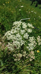 Pleurospermum austriacum