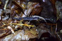 Plethodon chattahoochee