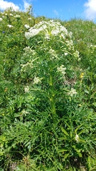 Pleurospermum austriacum