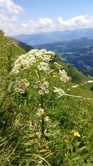 Pleurospermum austriacum