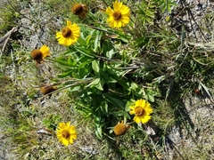 Helenium bolanderi