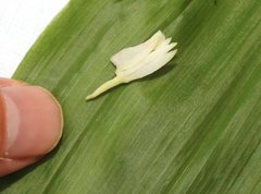Eulophia cernua