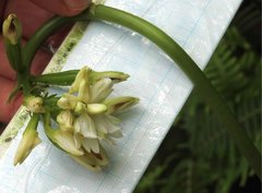Eulophia cernua