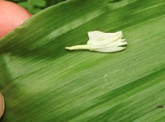 Eulophia cernua