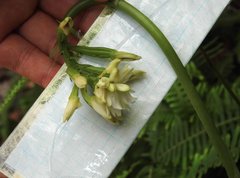 Eulophia cernua