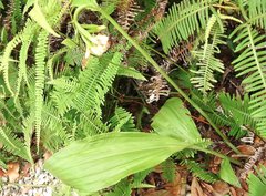 Eulophia cernua