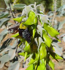 Xylocopa parvula