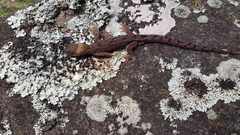 Dactylocnemis pacificus