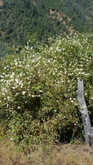 Philadelphus lewisii