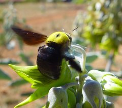 Xylocopa parvula