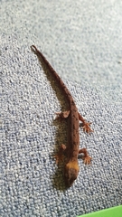 Dactylocnemis pacificus