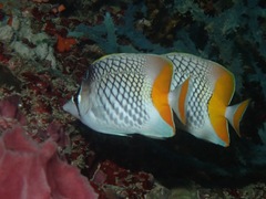 Chaetodon xanthurus