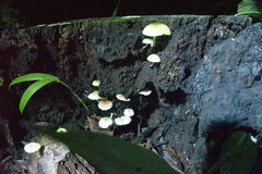 Mycena chlorophos