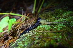 Plethodon chattahoochee