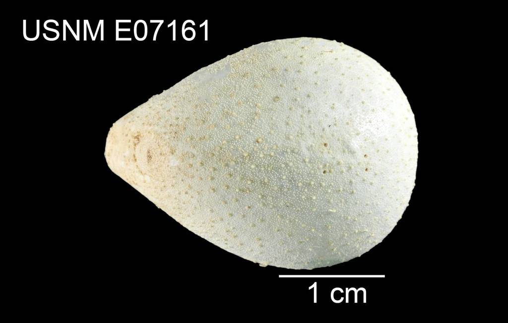 Plexechinidae